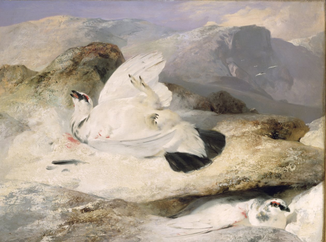 Ptarmigan od Edwin Landseer