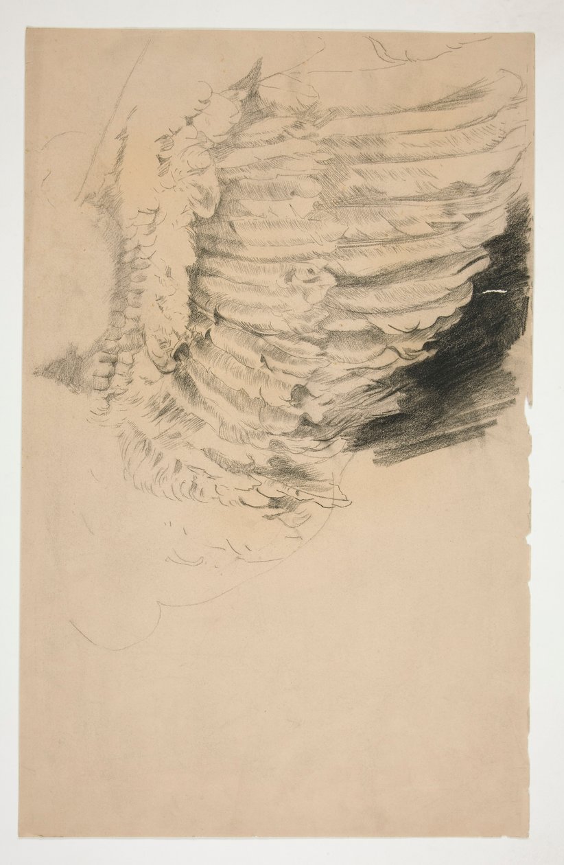Studie křídla, pro od Edwin Austin Abbey
