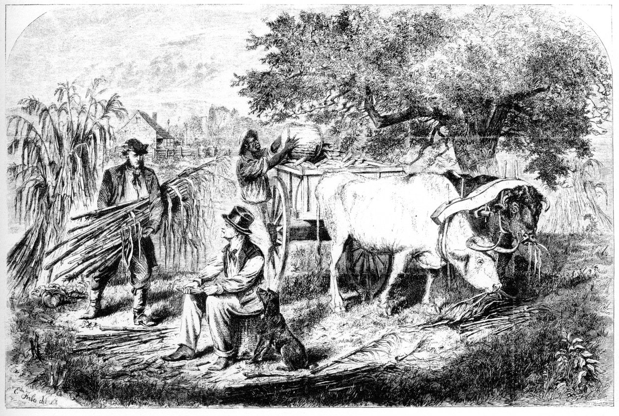 Oxen Hauling Corn, 19. století. od Edwin Forbes