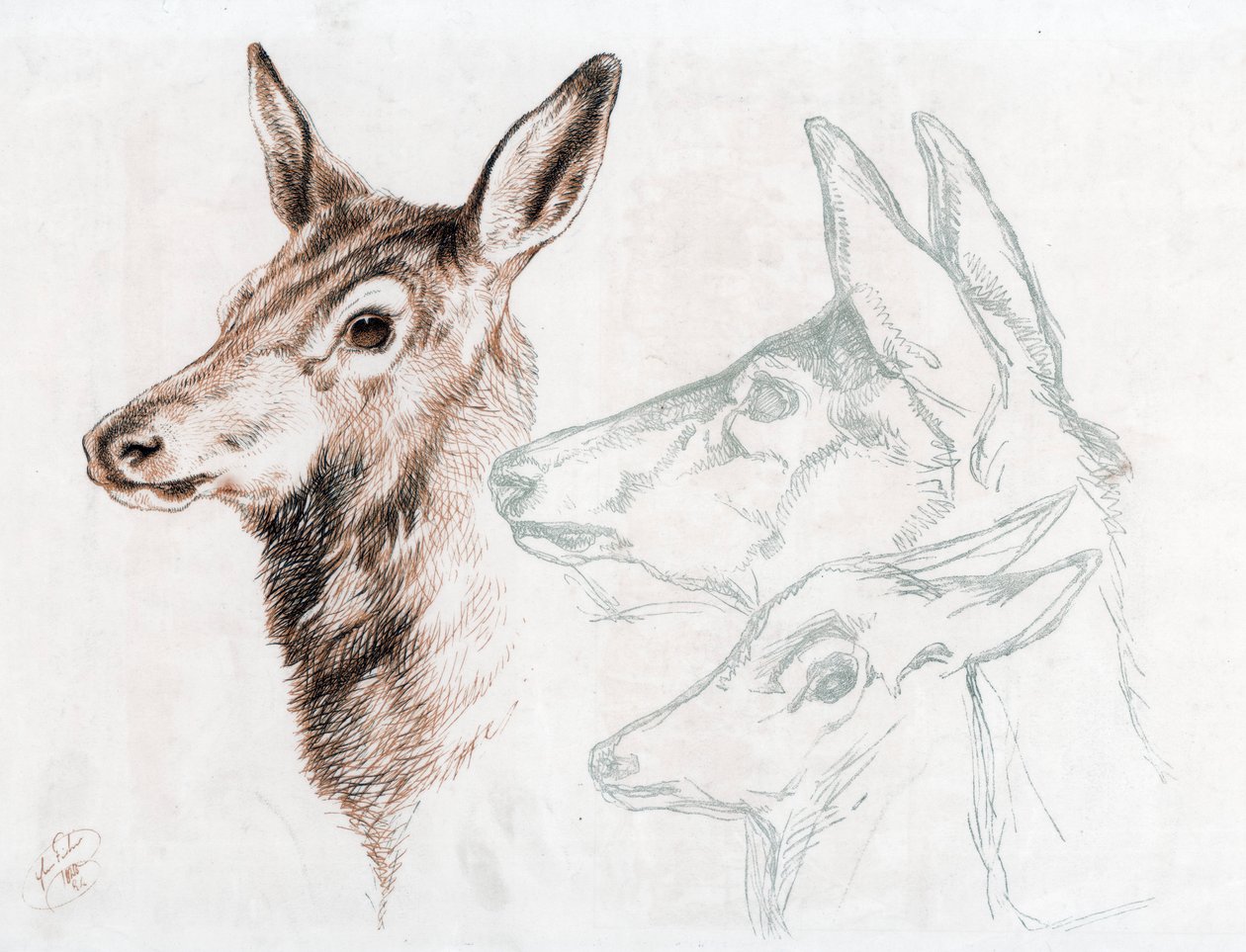 Faksimile kresby sira E Landseera, 1874. od Edwin Landseer