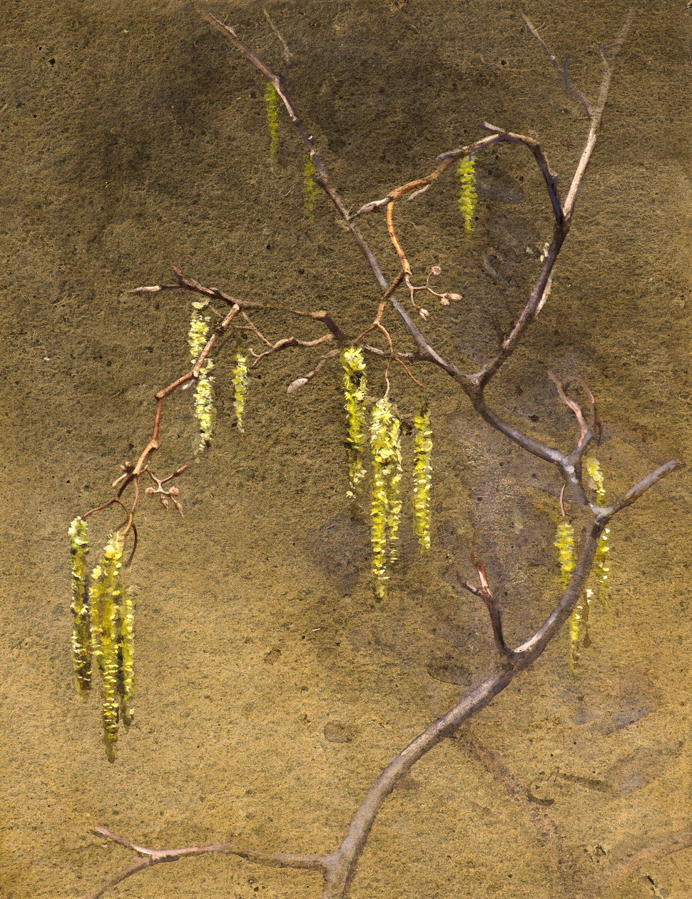 Catkins (akvarel) od Edwin John Alexander