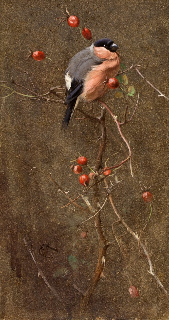 Hýl od Edwin John Alexander