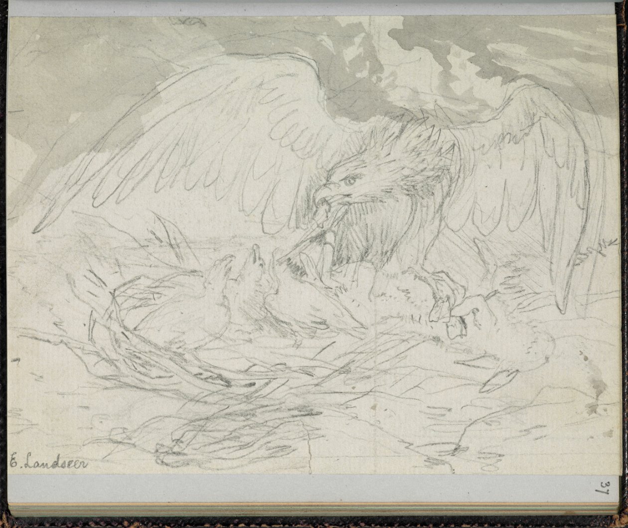 F. 37: Dravec krmící kuřata, z „Knihy skic se scénami z příběhů Charlese Dickense“ (tužka na papíře) od Edwin Landseer