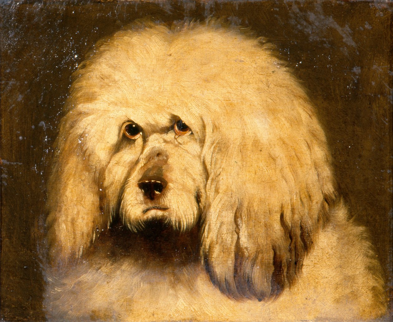 Studie psí hlavy (olej na plátně) od Edwin Landseer