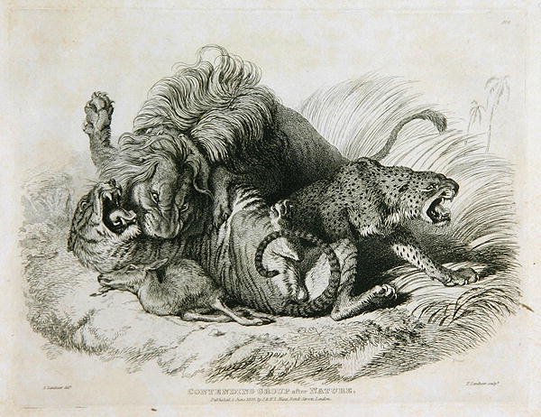 Contending Group after Nature, deska 6 z Dvacet rytin lvů, tygrů, panterů a leopardů... vyryl Thomas Landseer (1795-1880) 1823 od Edwin after Landseer