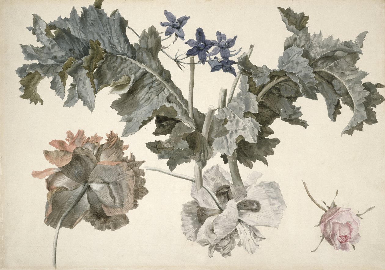 PD.424-1973 Dvoukvěté opiové máky, listy máku, delphinium a poupě od Eelke Jelles Eelkema