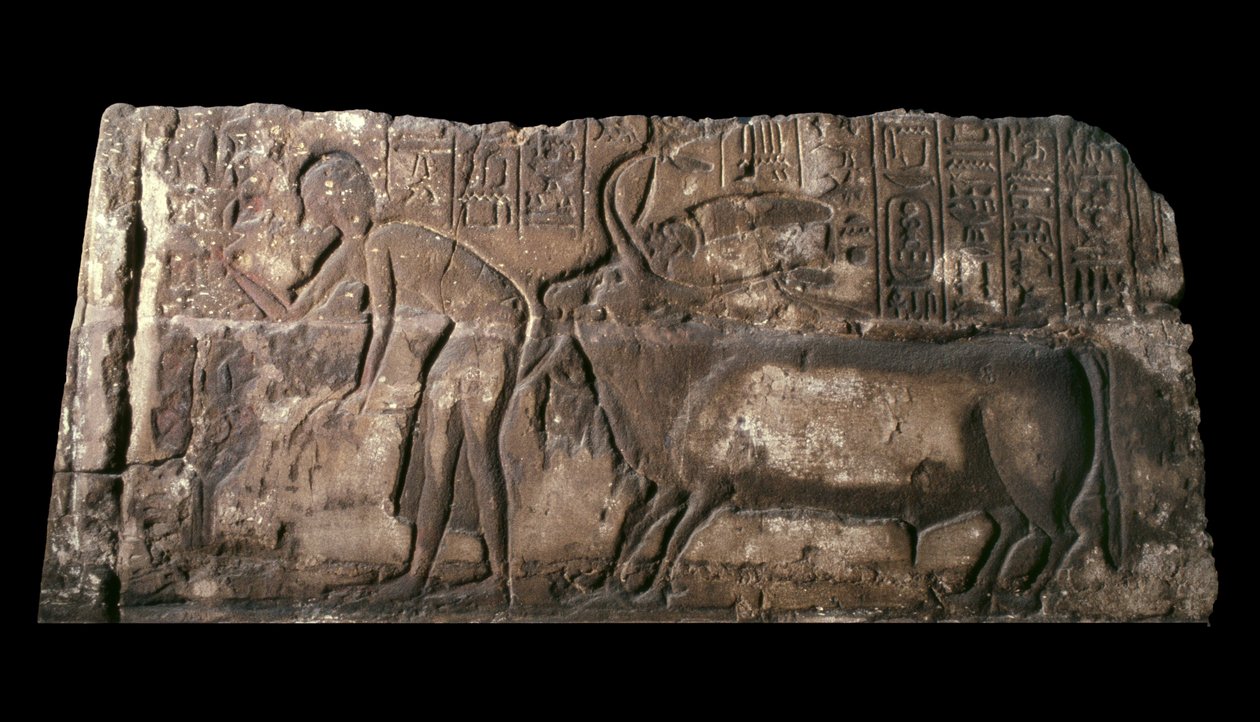 Pískovcový blok s vyobrazením Satepatenkhaye, který představuje obětního býka, pískovec z let 1333-23 př. n. l. od Egyptian 18th Dynasty