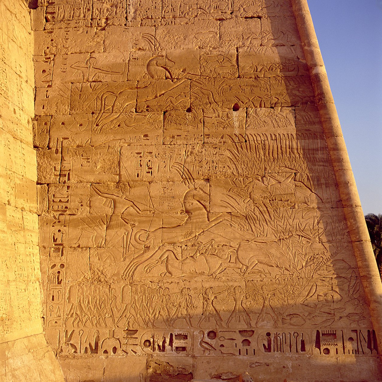 Ramesses III (asi 1184-1153 př.nl) loví divoké býky z prvního pylonu chrámu Ramesse III, reliéf, Nová říše od Egyptian 20th Dynasty