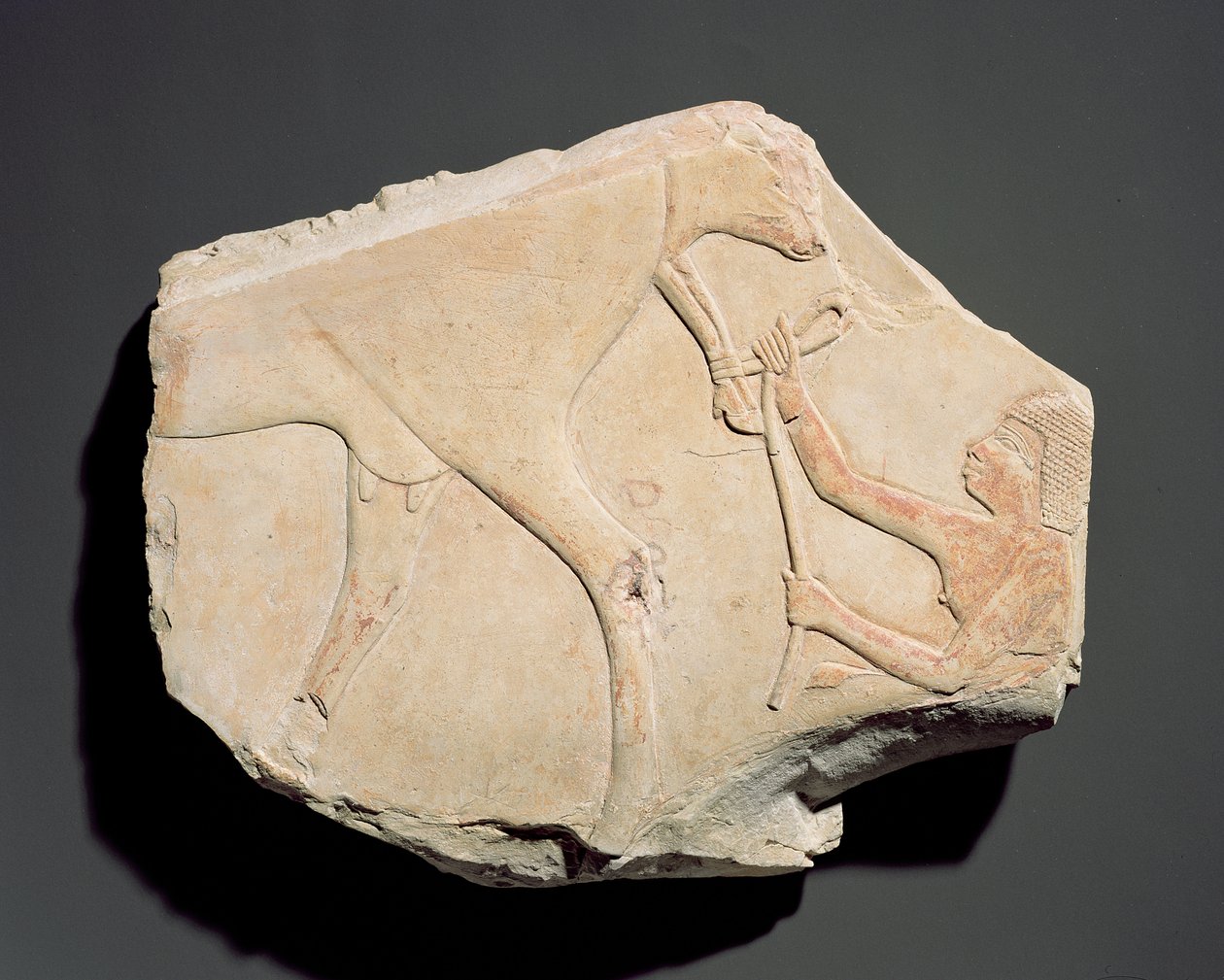 Fragment reliéfu znázorňující narození telete z Asasifu, Théby, třetí přechodné období (asi 1069-664 př.nl) (vápenec) od Egyptian