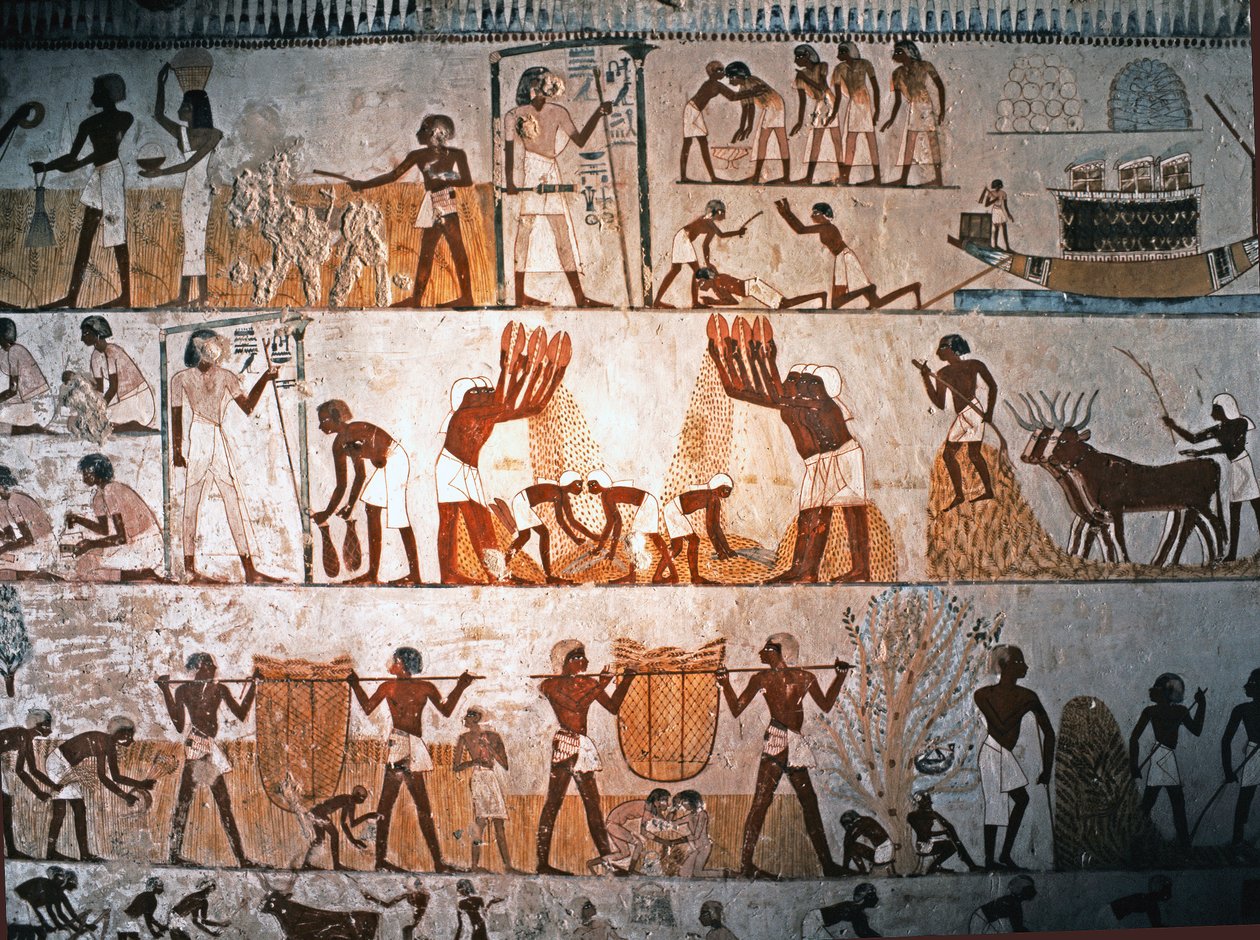 EGYPTSKÉ UMĚNÍ: Sklizňová scéna. Nástěnná malba v Mennově hrobce v Elwe..., asi 1400 př. n. l. (vápenec) od Egyptian 18th Dynasty