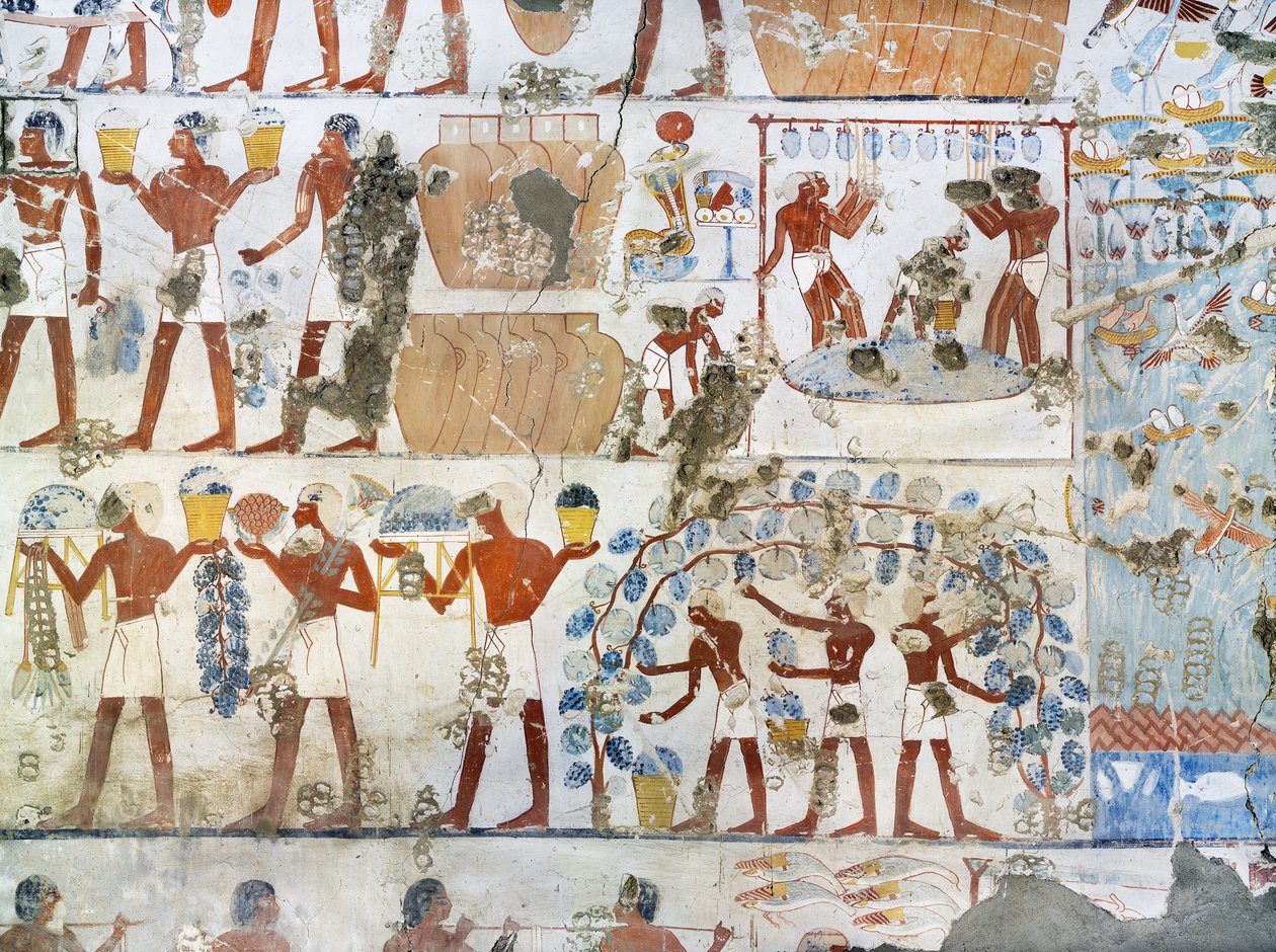 Egypt, Théby, Luxor, Sheikh 