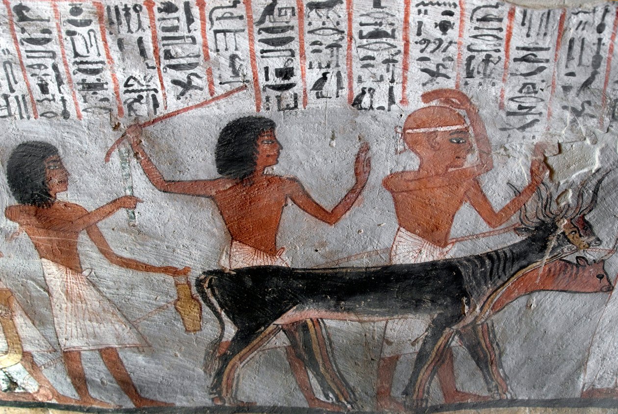 Egyptský starověk: postavy vedoucí betail hlavy. Obraz hrobky Roy (TT255). 18. dynastie. Ze západního břehu Luxoru v Egyptě od Egyptian 18th Dynasty