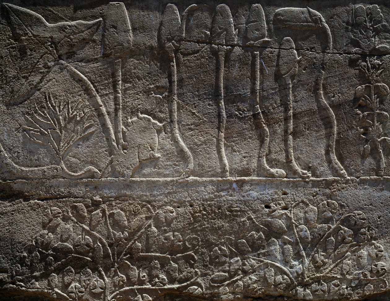 Rostliny přivezené z výpravy Thutmose III. do Sýrie v roce 1465 př. n. l., detail reliéfu, hala známá jako tzv. botanická zahrada, Amonův chrám, chrámový komplex v Karnaku, egyptská civilizace, Nová říše, dynastie XVIII od Egyptian 18th Dynasty