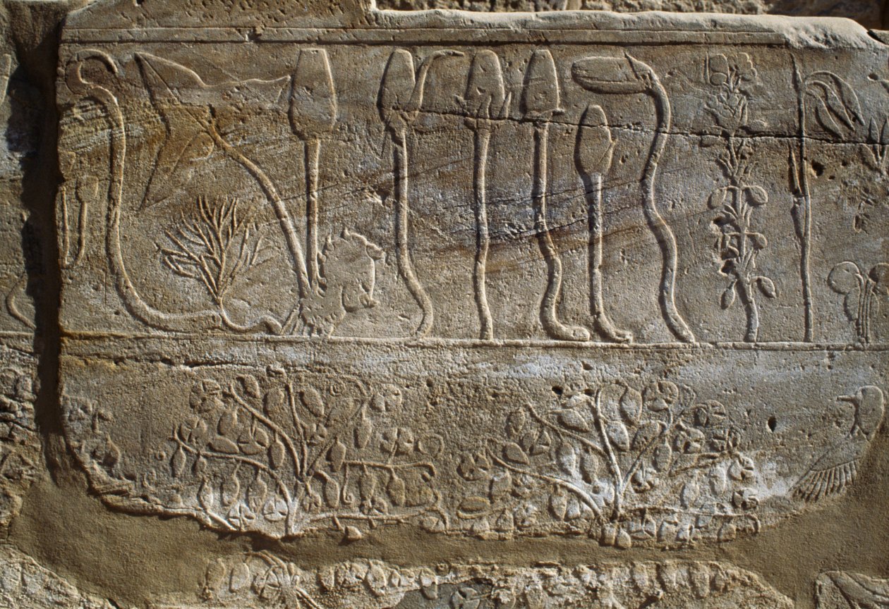 Reliéf zvířat a rostlin, které Thutmose III. obětoval Amonovi po návratu z tažení do Sýrie v roce 1465 př. n. l., místnost botanické zahrady, Karnak, thébská nekropole, Luxor, Egypt, Nová říše, dynastie XVIII. od Egyptian 18th Dynasty