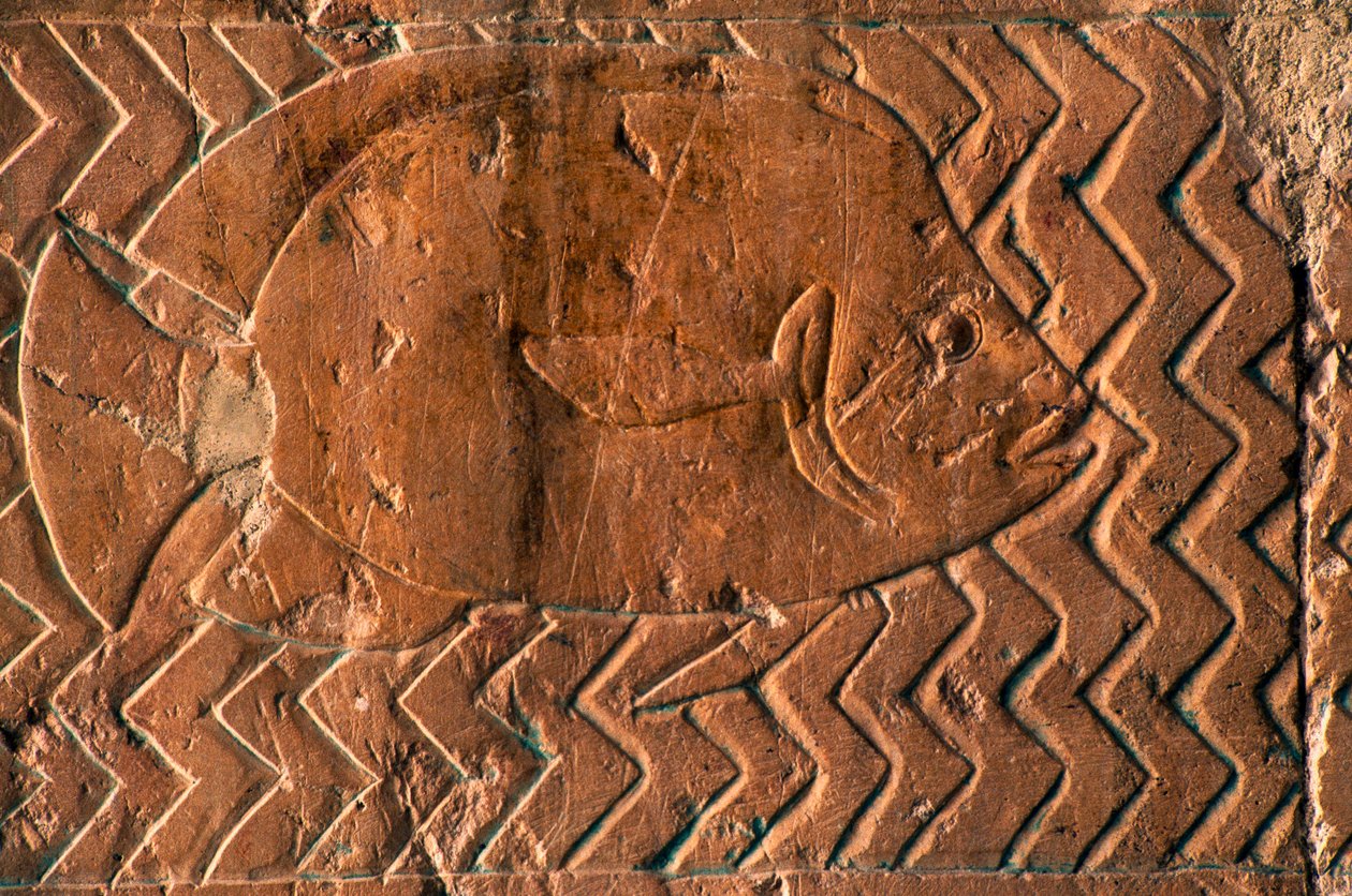 Vyobrazení ryby, výjevy z království Punt, jižní stěna centrální kolonády, Hatšepsutin chrám, Deir el-Bahari, Luxor, Théby (Seznam světového dědictví UNESCO) od Egyptian 18th Dynasty