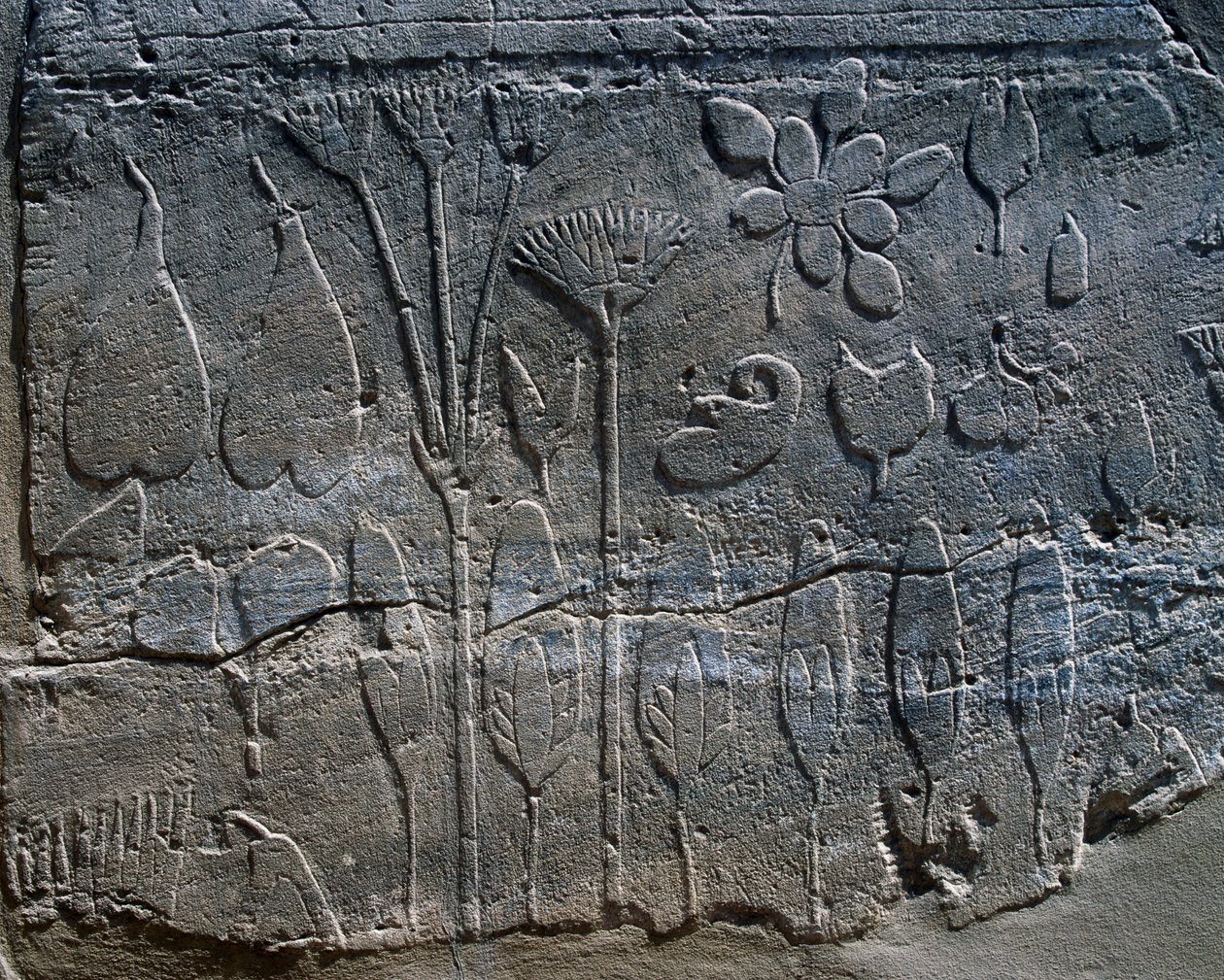 Vyobrazení rostlin a živočichů přivezených Thutmose III. ze Sýrie v roce 1465 př. n. l., detail reliéfu, místnost známá jako Botanická zahrada, chrámový komplex v Karnaku (Seznam světového dědictví UNESCO) od Egyptian 18th Dynasty