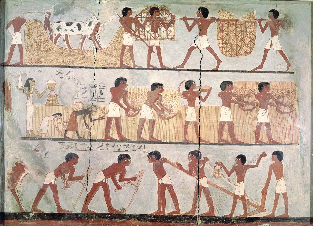 Scény setí a sklizně, z hrobky Unsou, Východní Théby, Nová říše (asi 1555-1080 př. n. l.) (pigment na hlíně) od Egyptian 18th Dynasty
