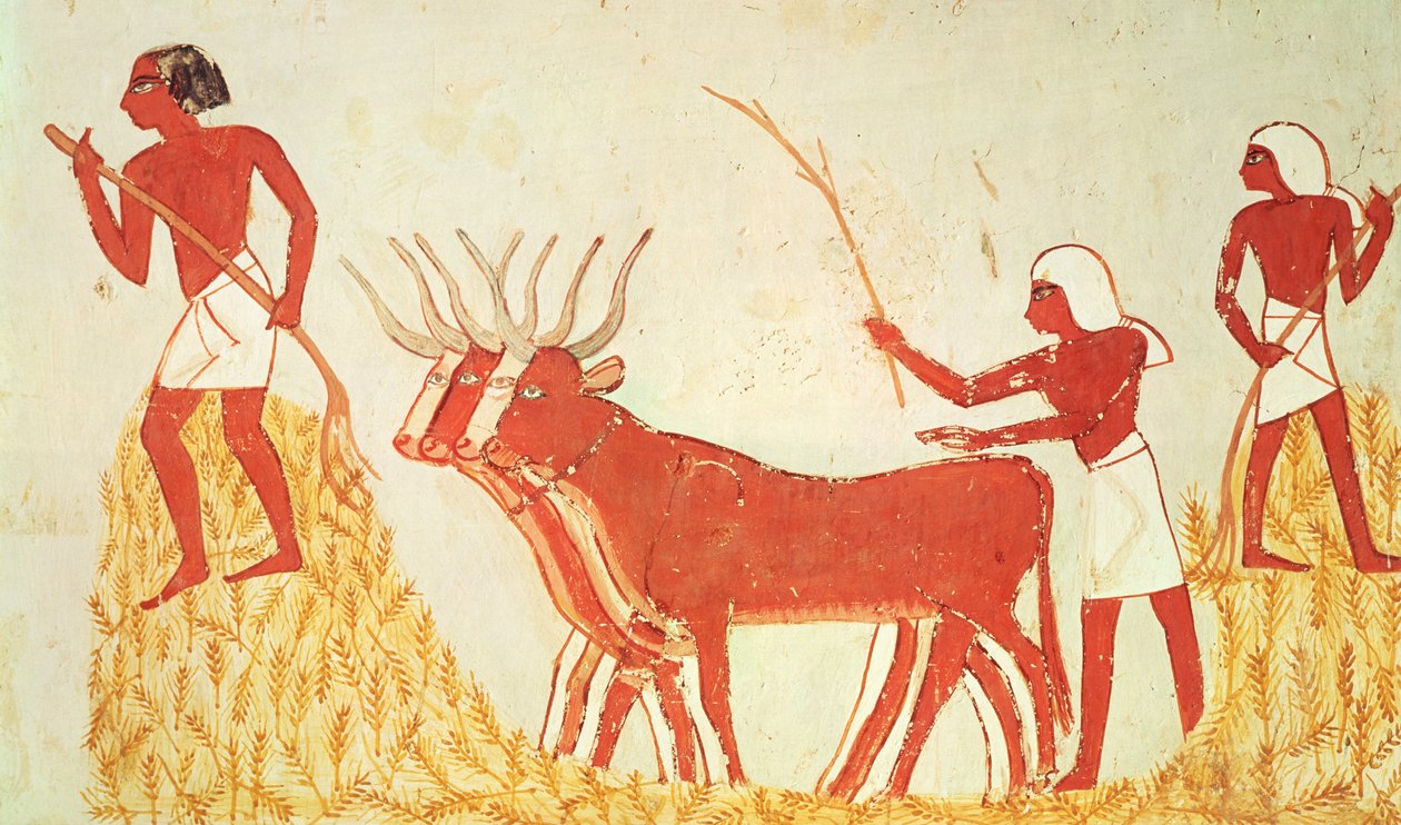 Použití krav k šlapání pšenice, z hrobky Menna, Nová říše (nástěnná malba) (viz také 251665) od Egyptian 18th Dynasty