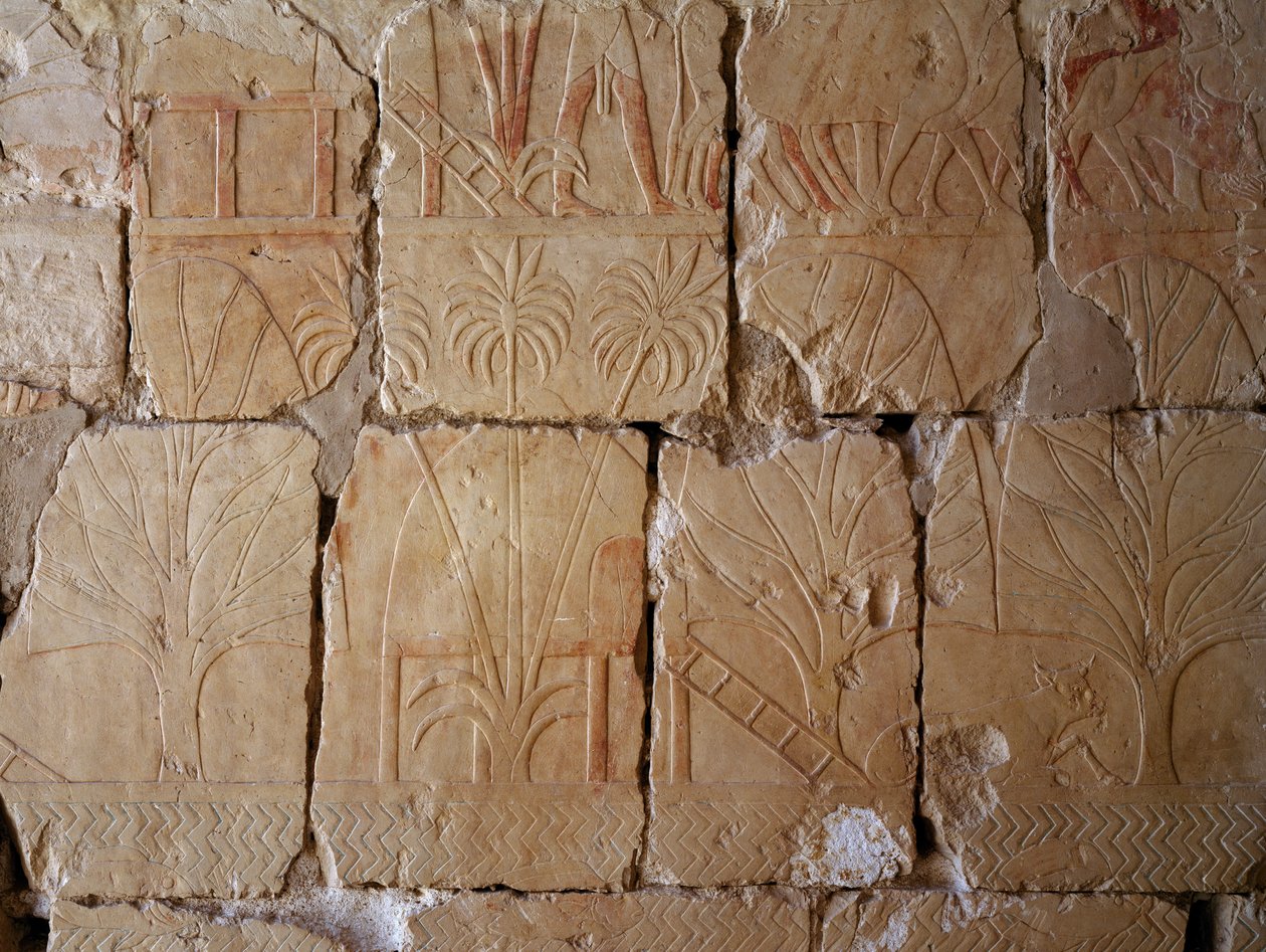 Vegetace, detail scény zobrazující výpravu do země Punt, malovaný reliéf, kolonáda v Puntu, Hatšepsutin pohřební chrám, Deir el-Bahari, thébská nekropole (Seznam světového dědictví UNESCO) od Egyptian 18th Dynasty
