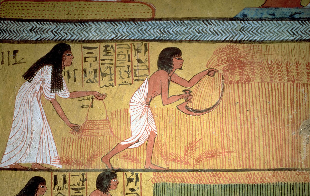 Detail scény sklizně na východní zdi, z hrobky Sennedjem, The Workers" Village, New Kingdom od Egyptian 19th Dynasty