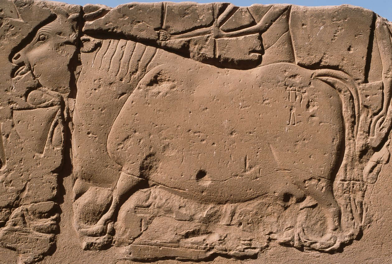 Detail reliéfu zobrazujícího krávu, nádvoří Ramesse II (1298-32 př.nl) (vápenec) od Egyptian 19th Dynasty