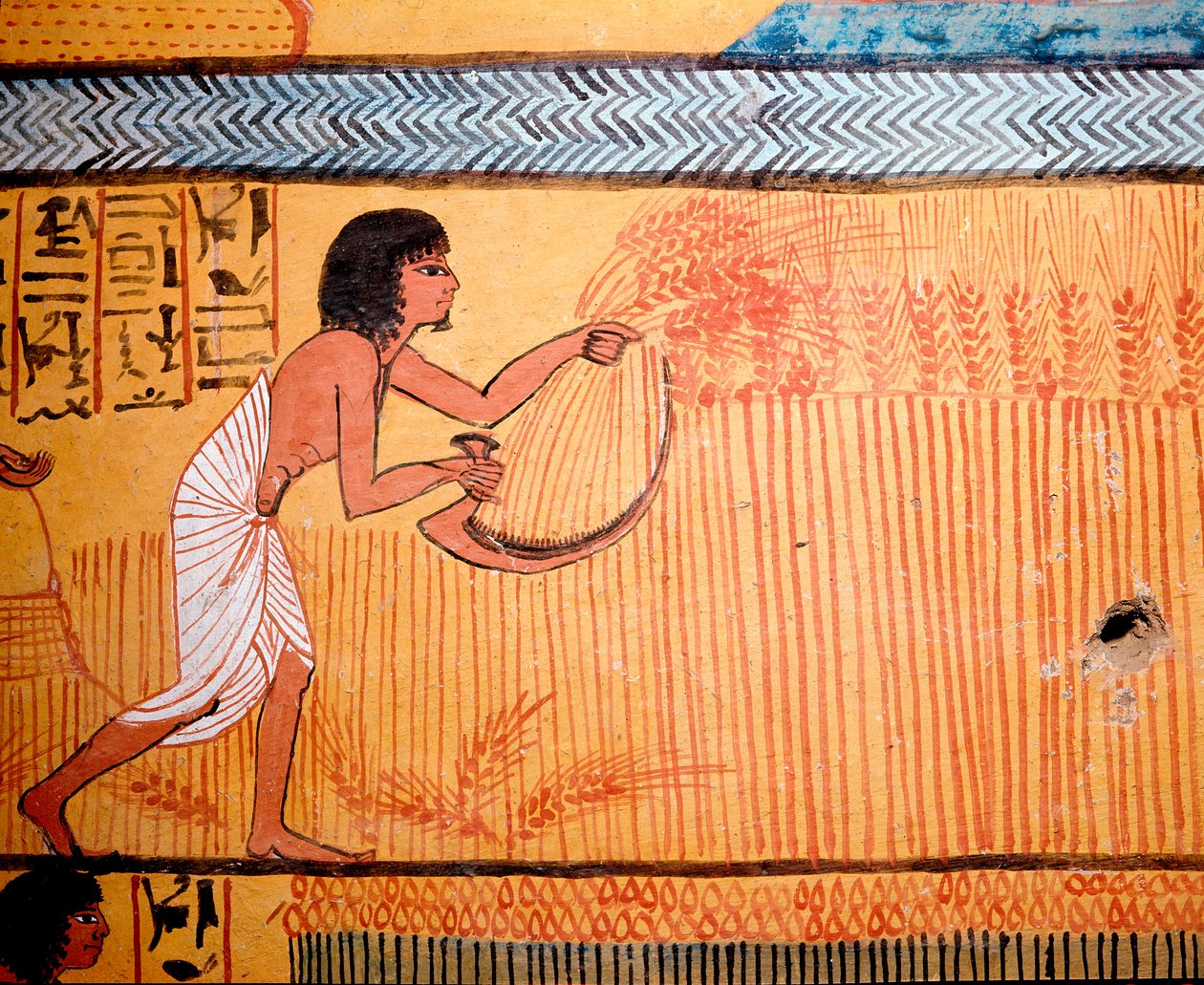 Egyptské umění: Hrobka Senenmuta. Zesnulý seká pšenici na poli svatých. Padělek se používá k řezání pšenice epi, aby se získala obilovina. 19. dynastie od Egyptian 19th Dynasty