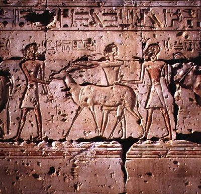 Reliéf zobrazující oryxe vedeného v procesí k oběti z Chrámu Ramesse II, Nová říše od Egyptian 19th Dynasty