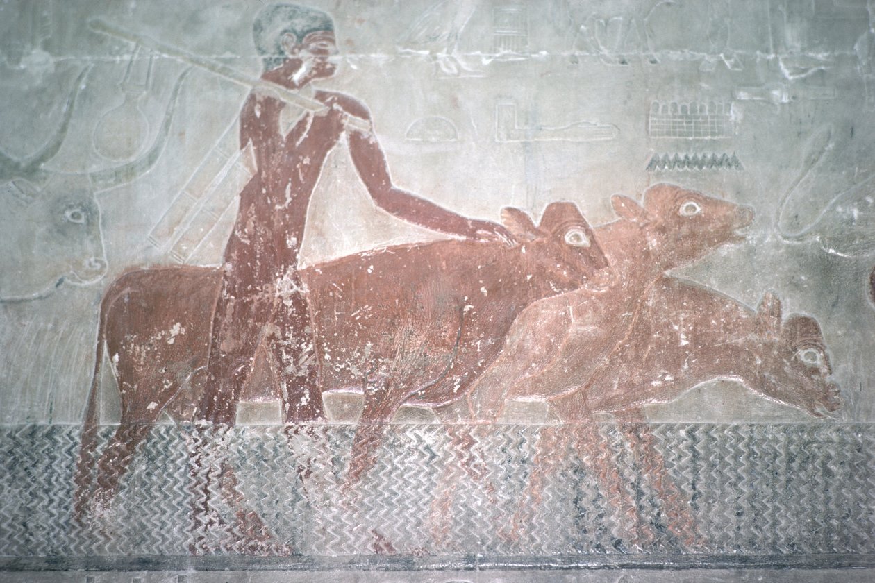 Dobytek se brodí kanálem v Mastabské kapli Ti, Stará říše (nástěnná malba) od Egyptian 5th Dynasty
