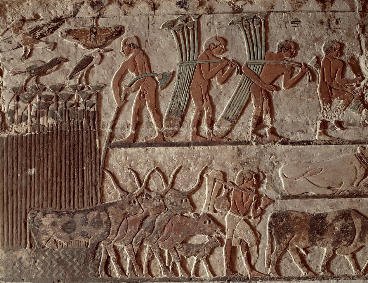 Sklizeň papyru a skupina krav, Stará říše (nástěnná malba) od Egyptian 5th Dynasty