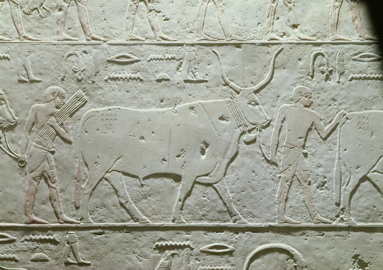 Pastevec vedoucí býka, detail z Mastaby z Akhethotepu, ze Sakkáry, Stará říše, cca 2500 př. n. l. (malovaný vápenec) od Egyptian 5th Dynasty