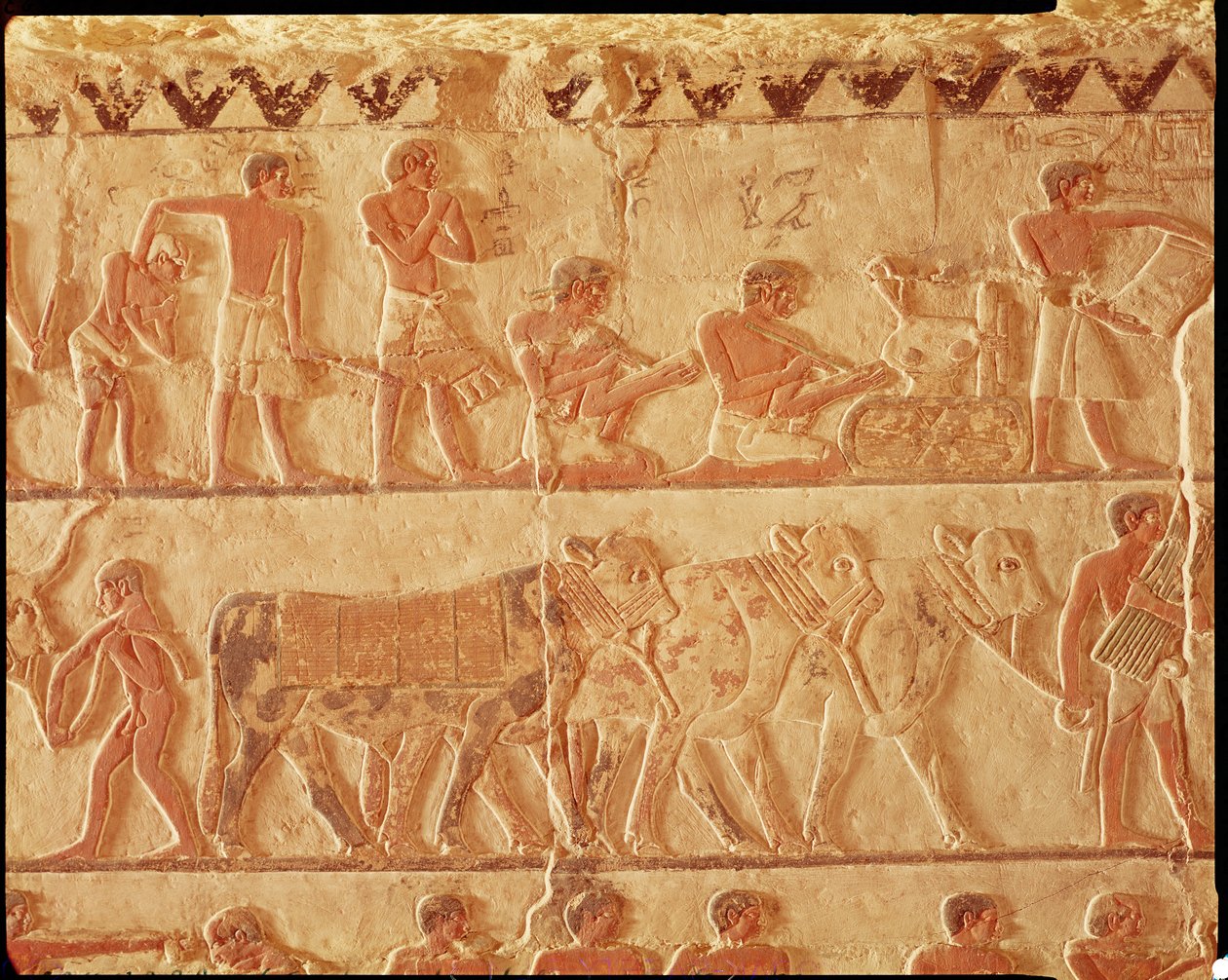 Malovaný reliéf zobrazující placení daní a skupinu dobytka, Stará říše (nástěnná malba) od Egyptian 5th Dynasty