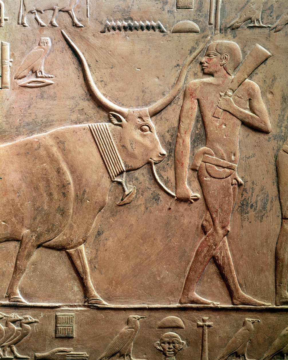 Reliéf zobrazující rolníka, který vede krávu k obětování, z Mastaby z Ptahhotepu a Akhti-Ho Tepu, Stará říše (vápenec) od Egyptian 5th Dynasty