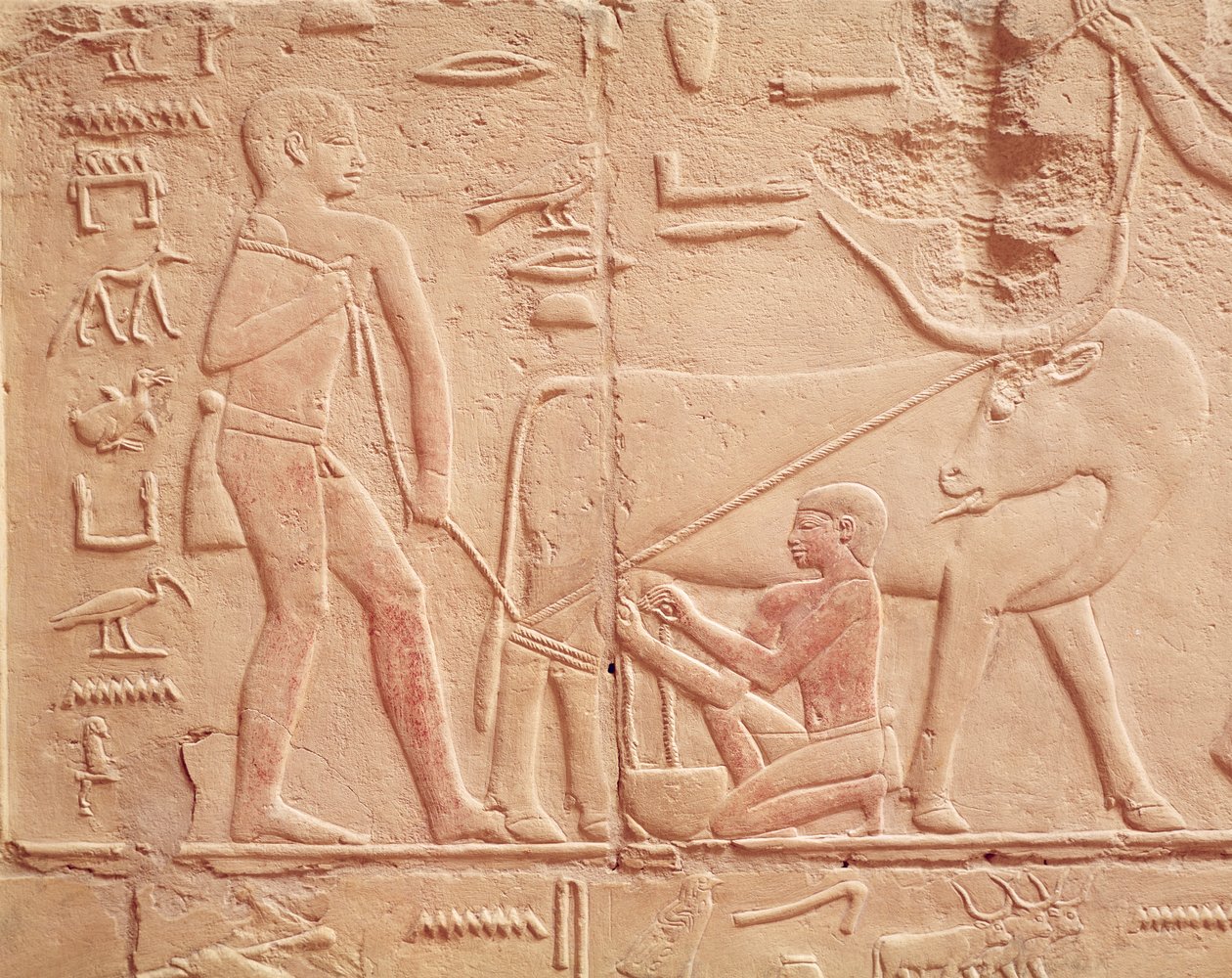 Reliéf zobrazující muže dojícího krávu z Mastaby z Kagemni, Stará říše (malovaný vápenec) od Egyptian 6th Dynasty