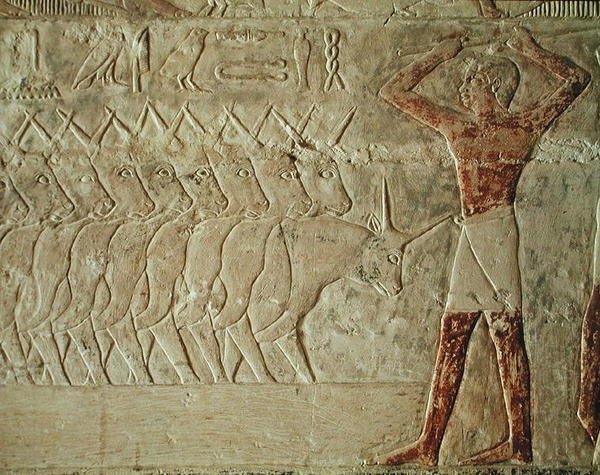 Reliéf zobrazující honáka povzbuzujícího skupinu dobytka z Mastaby z Mereruky, Stará říše (malovaný vápenec) od Egyptian 6th Dynasty Egyptian 6th Dynasty