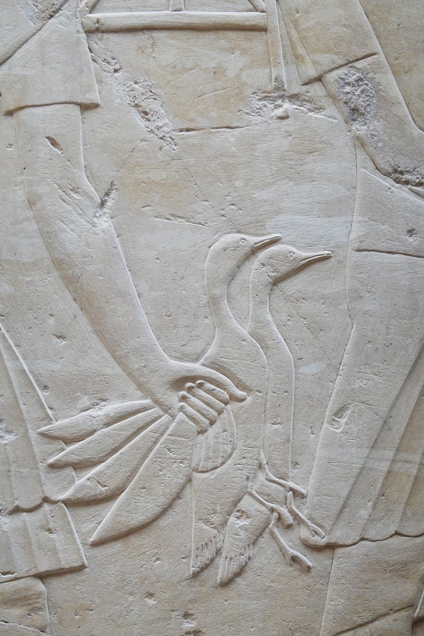 Ruka držící 2 husy za křídla, Ramoseho hrobka od Egyptian Egyptian