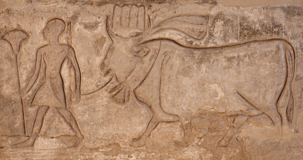 Muž táhnoucí krávu, Hořův chrám, Edfu od Egyptian Egyptian