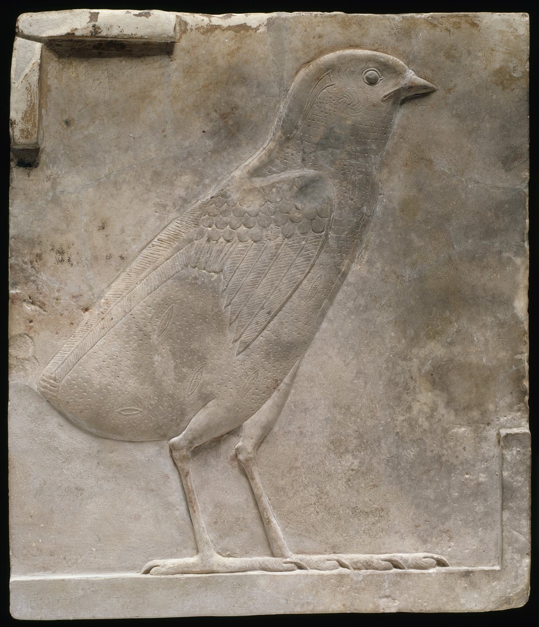 Reliéfní deska zobrazující mládě, kolem 330-305 př.nl od Egyptian Ptolemaic Period