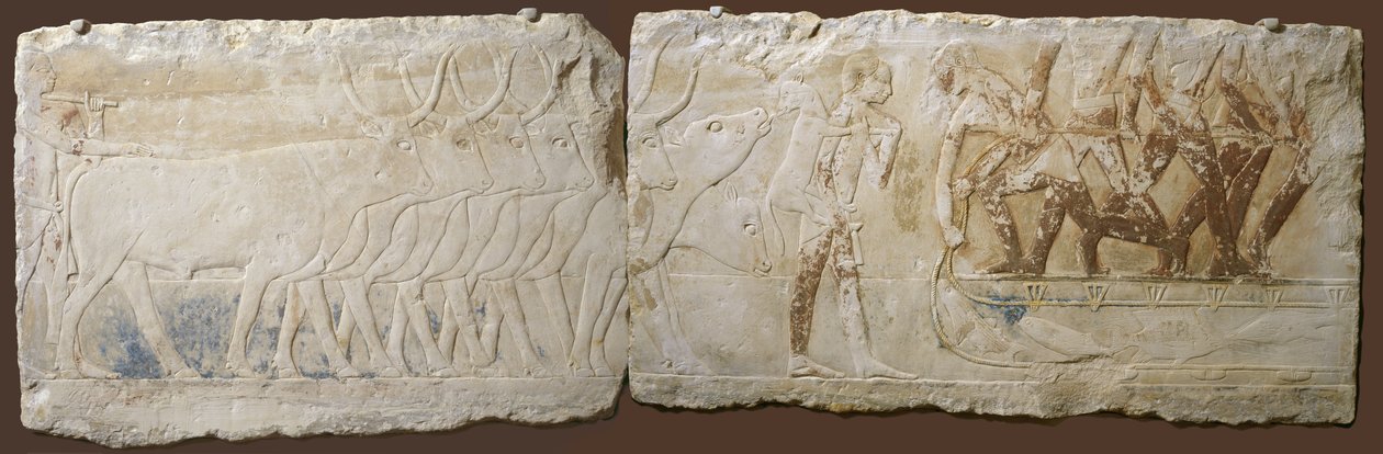 Reliéf rolníků, kteří pohánějí dobytek a rybaří, Stará říše, 2450–2290 př. n. l. (malovaný vápenec) od Egyptian School