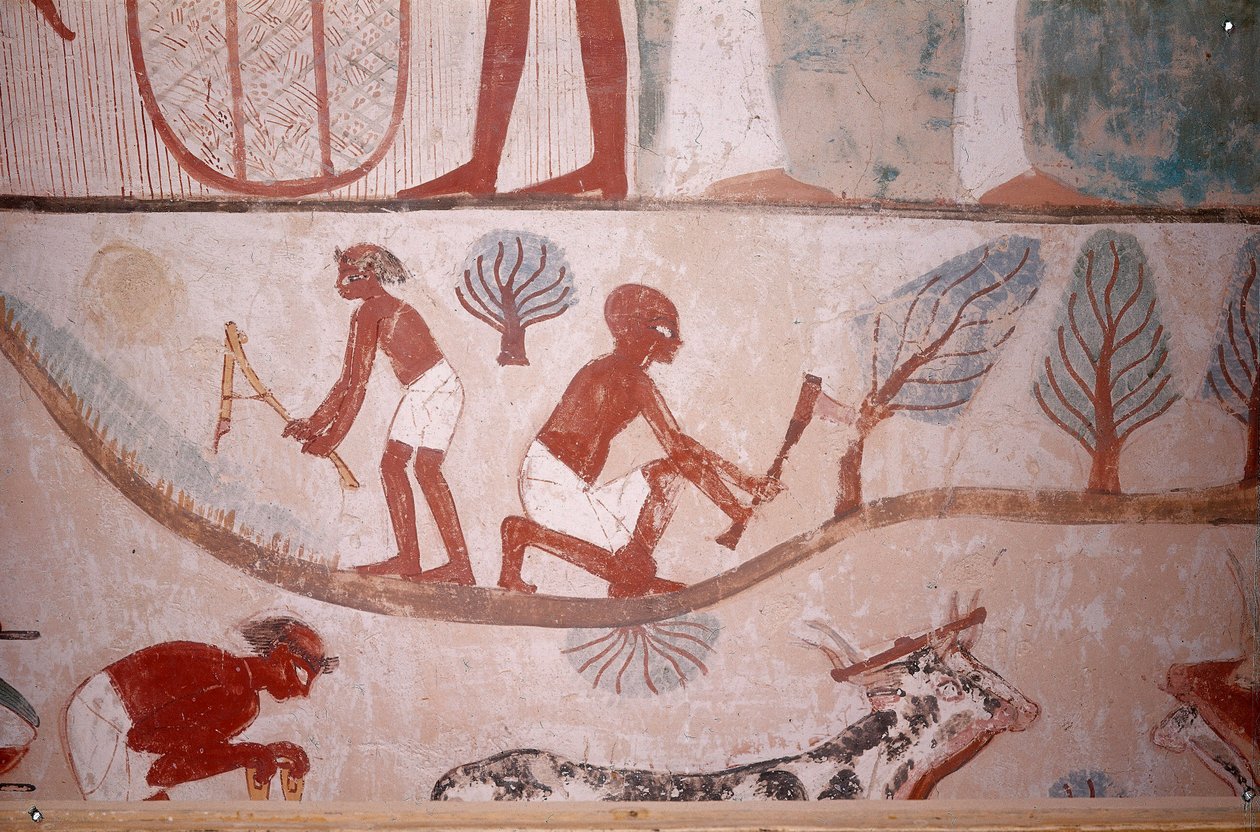 Scéna ze zemědělství (sekání a řezání dřeva), z hrobky písaře Menny, Egypt, šejk Abd el-Kurna, Údolí šlechticů od Egyptian School