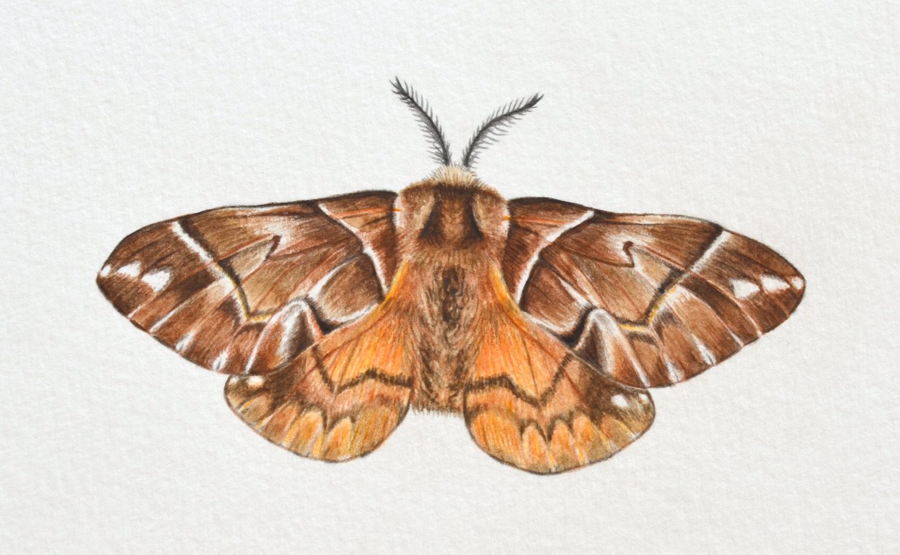 Kentish Glory Moth, 2023 od Eleanor Grafton