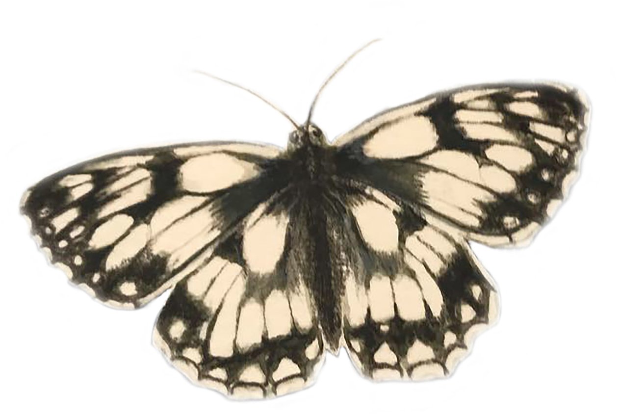 Mramorovaný bílý motýl, 2019 (akvarel a tužka) od Eleanor Grafton