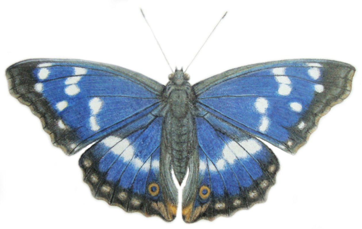 Purpurový císař, 2012 (akvarel a tužka na papíře) od Eleanor Grafton