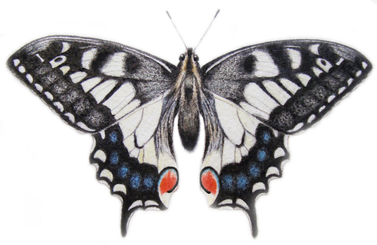 Vlaštovčí ocas, 2012 (akvarel a tužka) od Eleanor Grafton