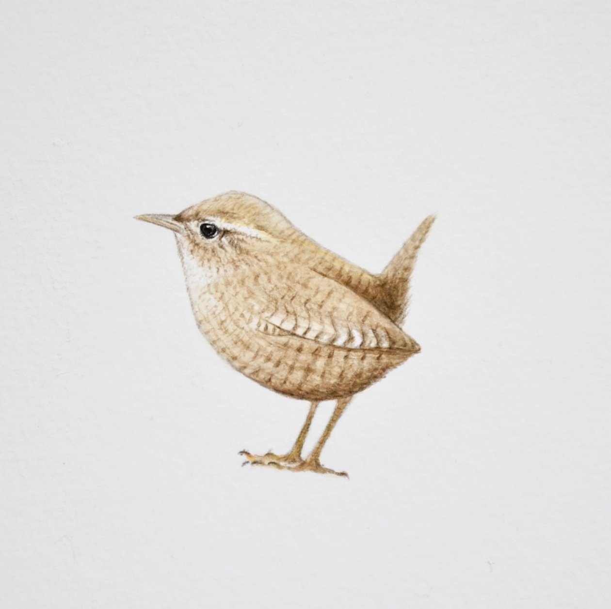 Wren, 2019 (akvarel a tužka) od Eleanor Grafton