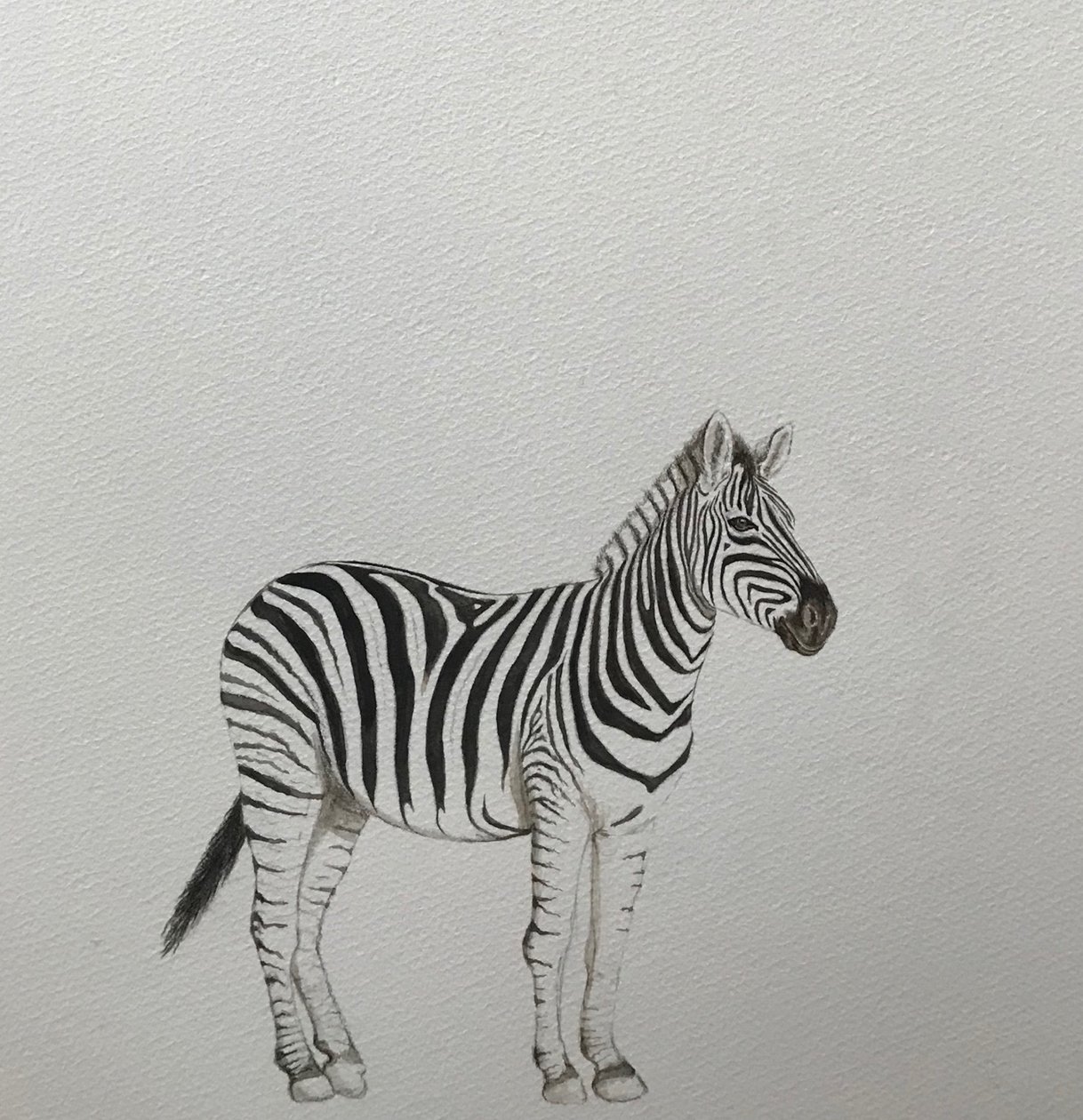 Zebra, 2018 (akvarelová tužka a barva) od Eleanor Grafton
