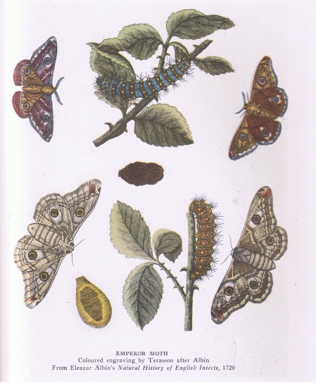 Emperor Moth, Příroda v Británii vydalo nakladatelství Collins od Eleazar (after) Albin