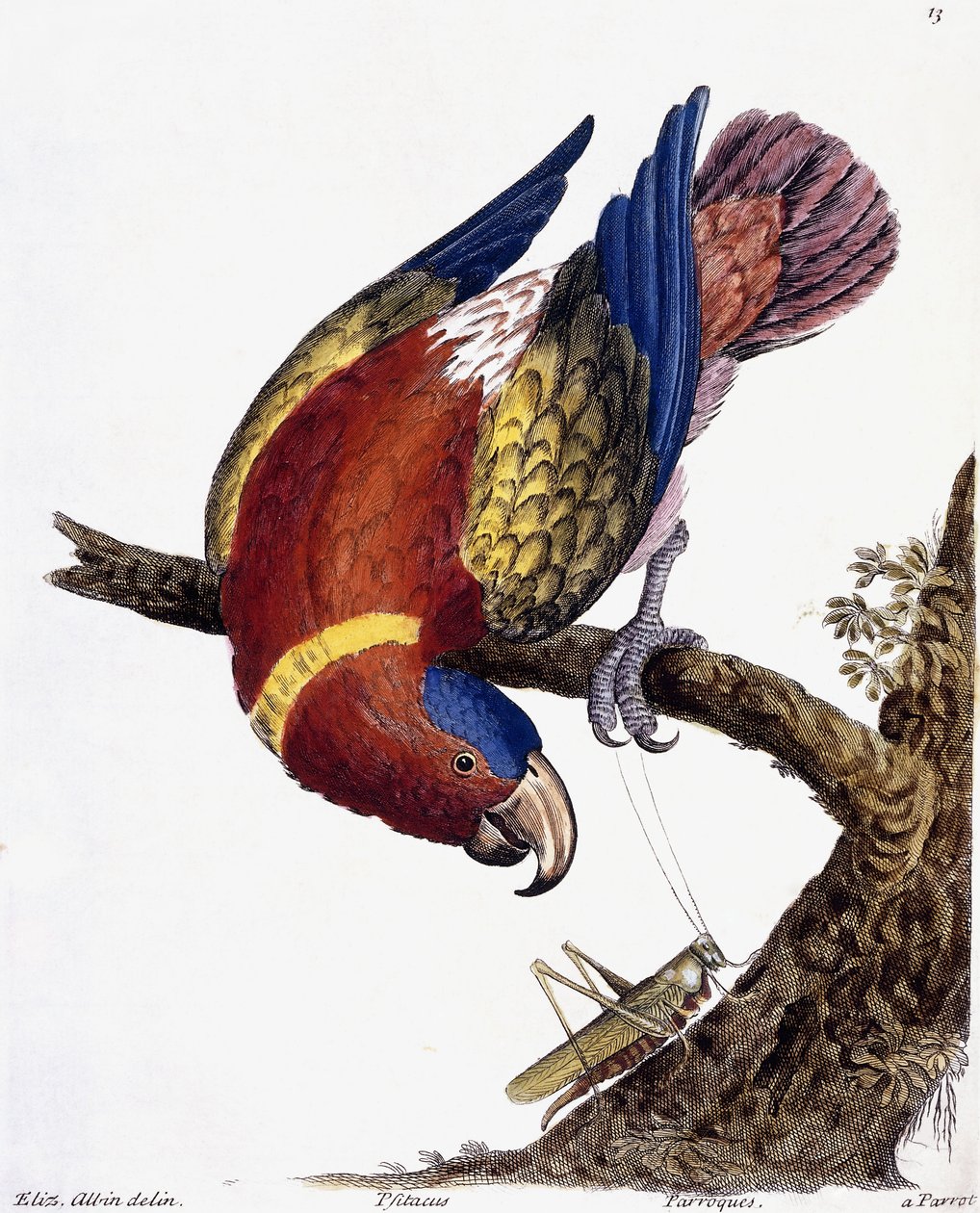 Papoušek, 1731-1738 od Eleazar Albin