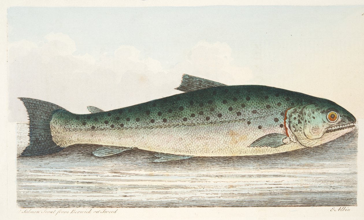 Lososový pstruh z Berwick na Tweed, z Pojednání o rybách a rybnících, hospoda. 1832 (ručně kolorovaná rytina) od Eleazar Albin