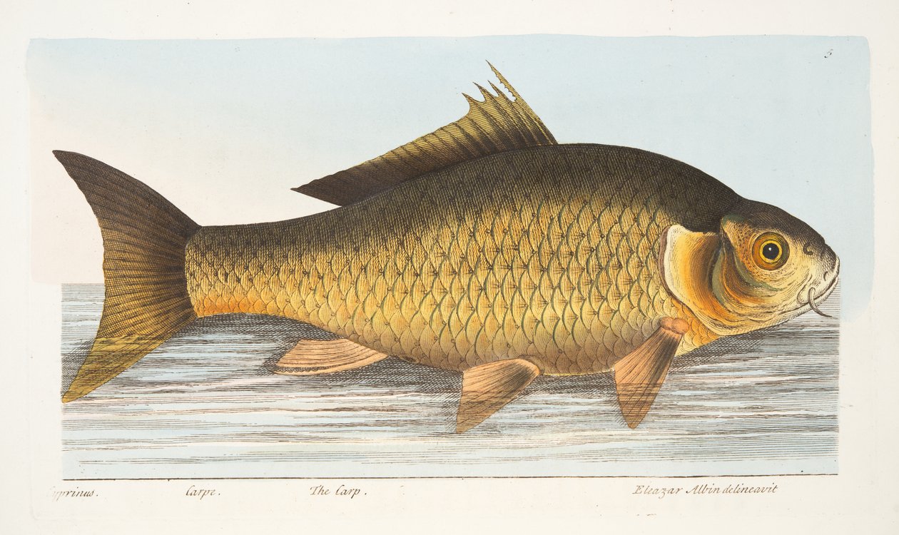 Kapr, z Pojednání o rybách a rybnících, hospoda. 1832 (ručně kolorovaná rytina) od Eleazar Albin