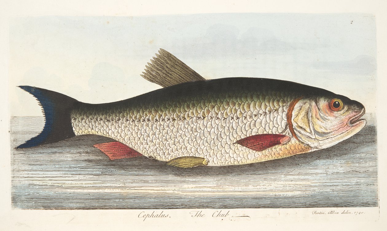 Chub, z Pojednání o rybách a rybnících, hospoda. 1832 (ručně kolorovaná rytina) od Eleazar Albin